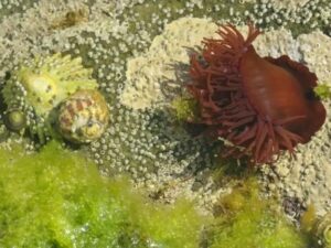 Secrets of the Low Water: A Gentle Field Guide to Rockpooling at Lee Bay