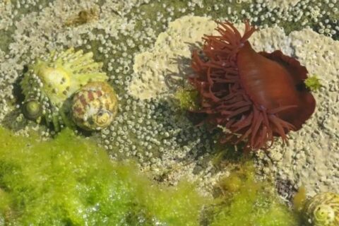 Sea anemone and limpets among algae in a shallow rock pool